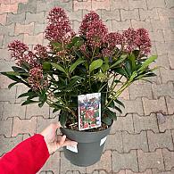 Skimmia jap. 'Rubella'