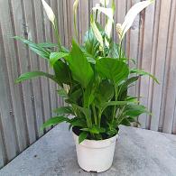 Spathiphyllum 'Bellini'