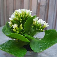 Kalanchoe blos.