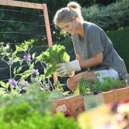 moestuin voorjaarzomer