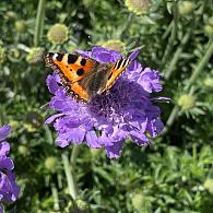 tuinplanten voorjaarzomer