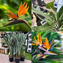 Strelitzia Reginae