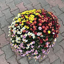 Chrysanthemum GR