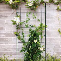 Trellis l l72h150cm