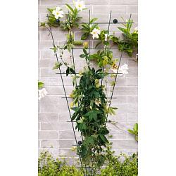 Trellis waaier l72h150cm