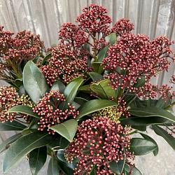 Skimmia jap. 'Rubella'