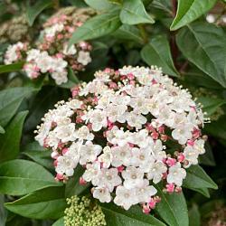 Viburnum tinus