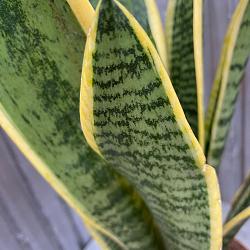 Sansevieria trifa. 'Laurentii'