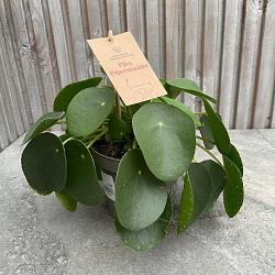 Pilea peperomoides