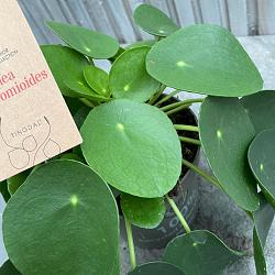 Pilea peperomoides