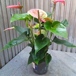 Anthurium 'Karma Pink'