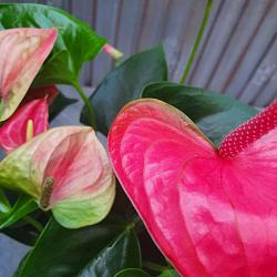 Anthurium 'Karma Pink'