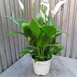 Spathiphyllum 'Bellini'