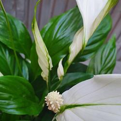 Spathiphyllum 'Bellini'