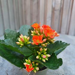 Kalanchoe blos.