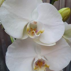 Phalaenopsis white