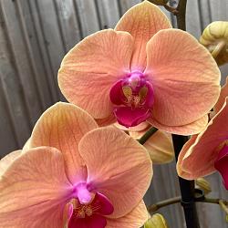 Phalaenopsis 'Caribbean Dream'