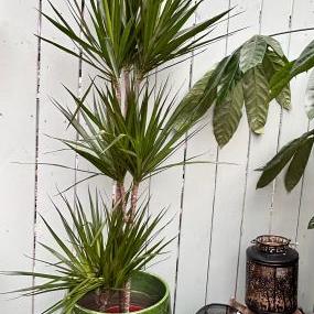 Dracaena marginata