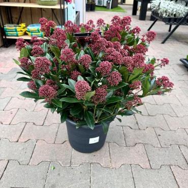 Skimmia jap. 'Rubella'