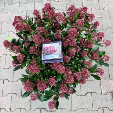 Skimmia jap. 'Rubella'