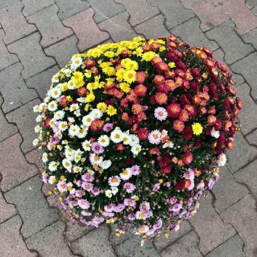 Chrysanthemum GR