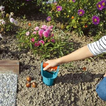 Bollenplanter