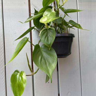 Philodendron scandens