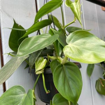 Philodendron scandens