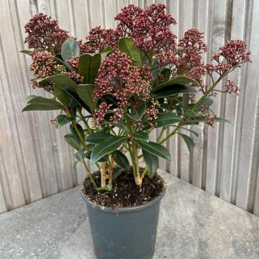 Skimmia jap. 'Rubella'