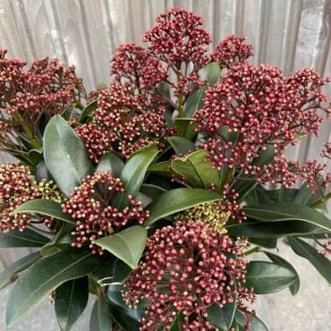 Skimmia jap. 'Rubella'