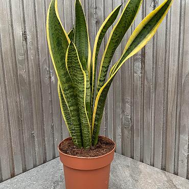 Sansevieria trifa. 'Laurentii'