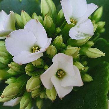 Kalanchoe blos.