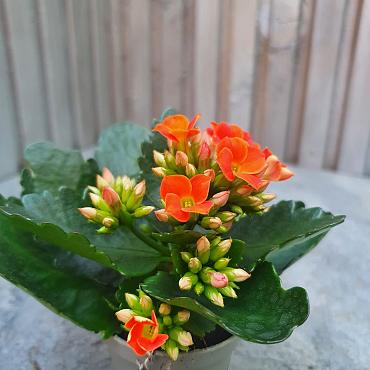 Kalanchoe blos.