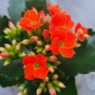 Kalanchoe blos.