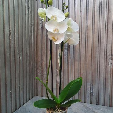 Phalaenopsis white