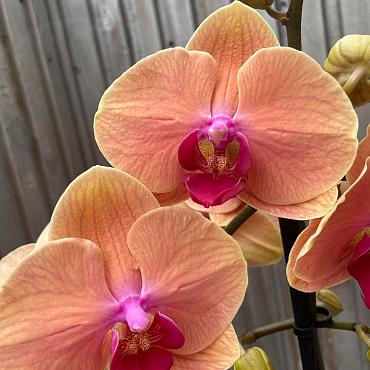 Phalaenopsis 'Caribbean Dream'