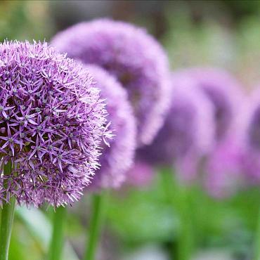 Allium giganteum