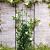 Trellis s l48h150cm