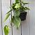 Philodendron scandens