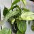 Philodendron scandens