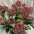 Skimmia jap. 'Rubella'