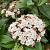 Viburnum tinus