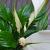 Spathiphyllum 'Bellini'