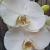 Phalaenopsis white