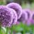 Allium giganteum